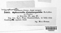 Mycosphaerella cassinopsidis image